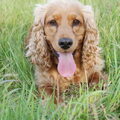 Engelse Cocker Spaniel