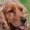 Engelse Cocker Spaniel