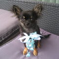 Chihuahua, langhaar