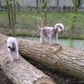 Bedlington Terrier