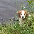 Kooikerhondje