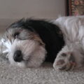 Petit Basset griffon vendéen