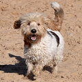 Petit Basset griffon vendéen
