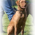 Chesapeake Bay Retriever