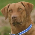 Chesapeake Bay Retriever