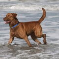 Chesapeake Bay Retriever