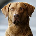 Chesapeake Bay Retriever