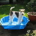 Foxterrier, draadhaar