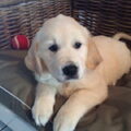 Dit is onze hond nao een golden retriever ze is ondertussen al 16 weken de foto dat ik heb ingezonden is de eerste foto dat ik thuis heb genomen 