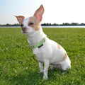 Chihuahua, korthaar
