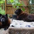 Chow chow