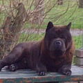 Chow chow
