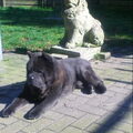 Chow chow