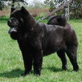 Chow chow