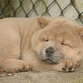 Chow chow