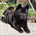 Chow chow
