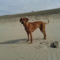 Rhodesian Ridgeback
