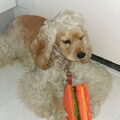 Amerikaanse Cockerspaniel
