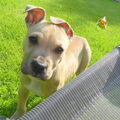 Staffordshire Bull Terrier