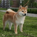 Shiba