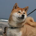 Shiba