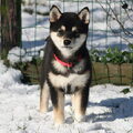 Shiba