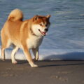 Shiba