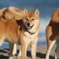 Shiba