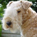 Lakeland Terrier