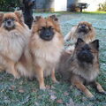Keeshond, Middenslag