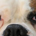 Amerikaanse Bulldog