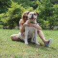 Amerikaanse Bulldog