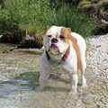 Amerikaanse Bulldog