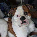 Amerikaanse Bulldog