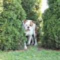 Amerikaanse Bulldog