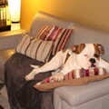 Amerikaanse Bulldog