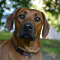 Rhodesian Ridgeback