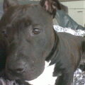 American Staffordshire Terrier