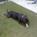 American Staffordshire Terrier