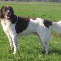 Drentsche Patrijshond