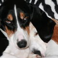 Schwyzer Laufhund