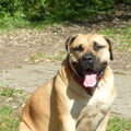Boerboel