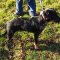 Catahoula Leopard Dog