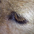 Jack Russell Terrier