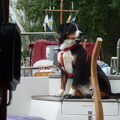 Appenzeller Sennenhond