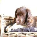 Engelse Springer Spaniel
