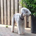 Bedlington Terrier
