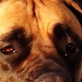 Boerboel