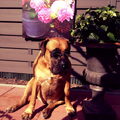 Boerboel