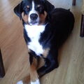 Appenzeller Sennenhond